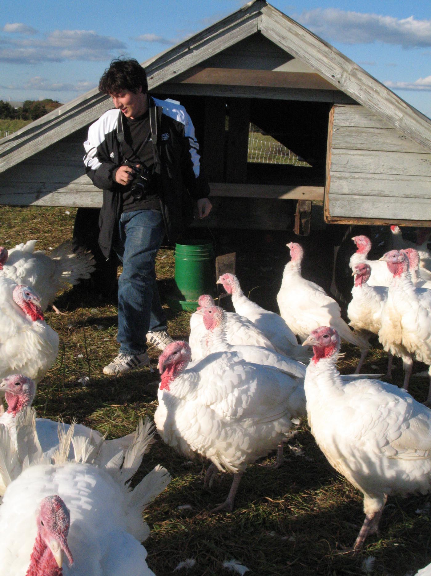 turkeys