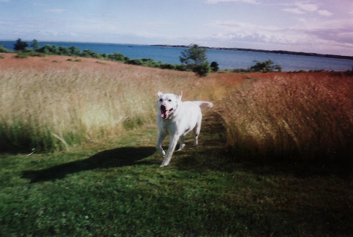 Happy dog