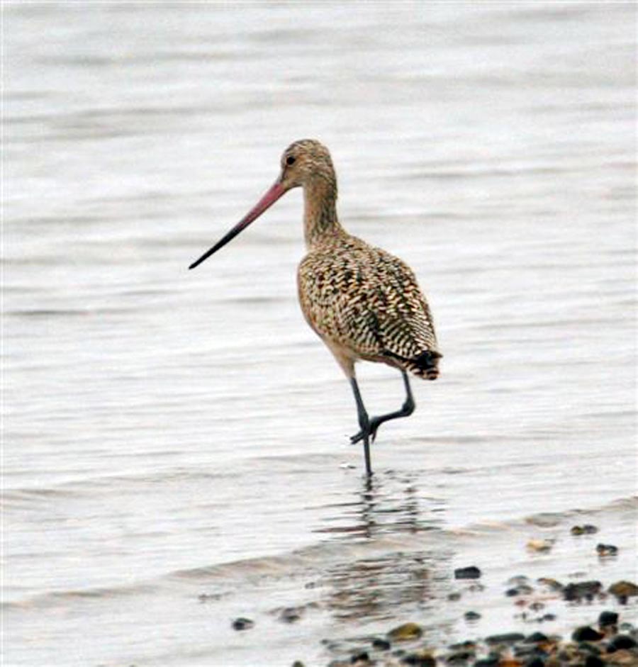 marbled godwit