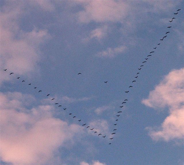 cormorants