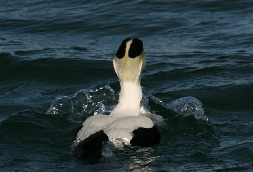 duck