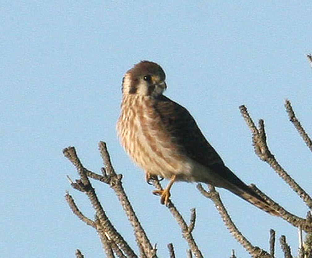 kestrel