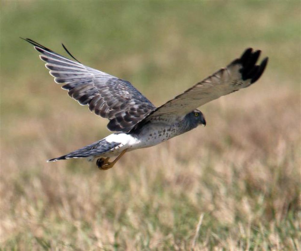 harrier
