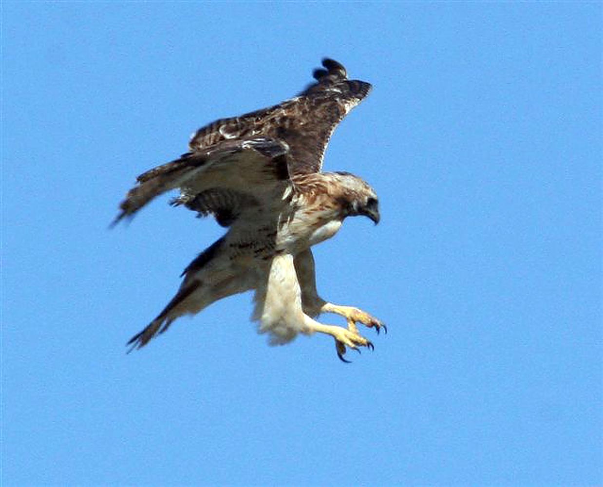 hawk