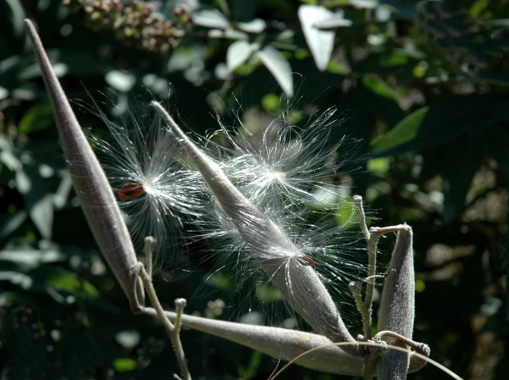 butterfly weed seeds