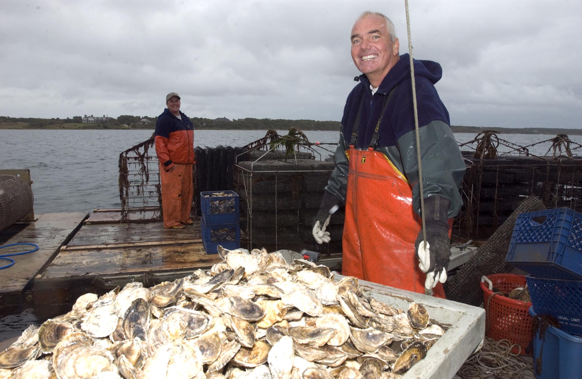 harvesting oysters
