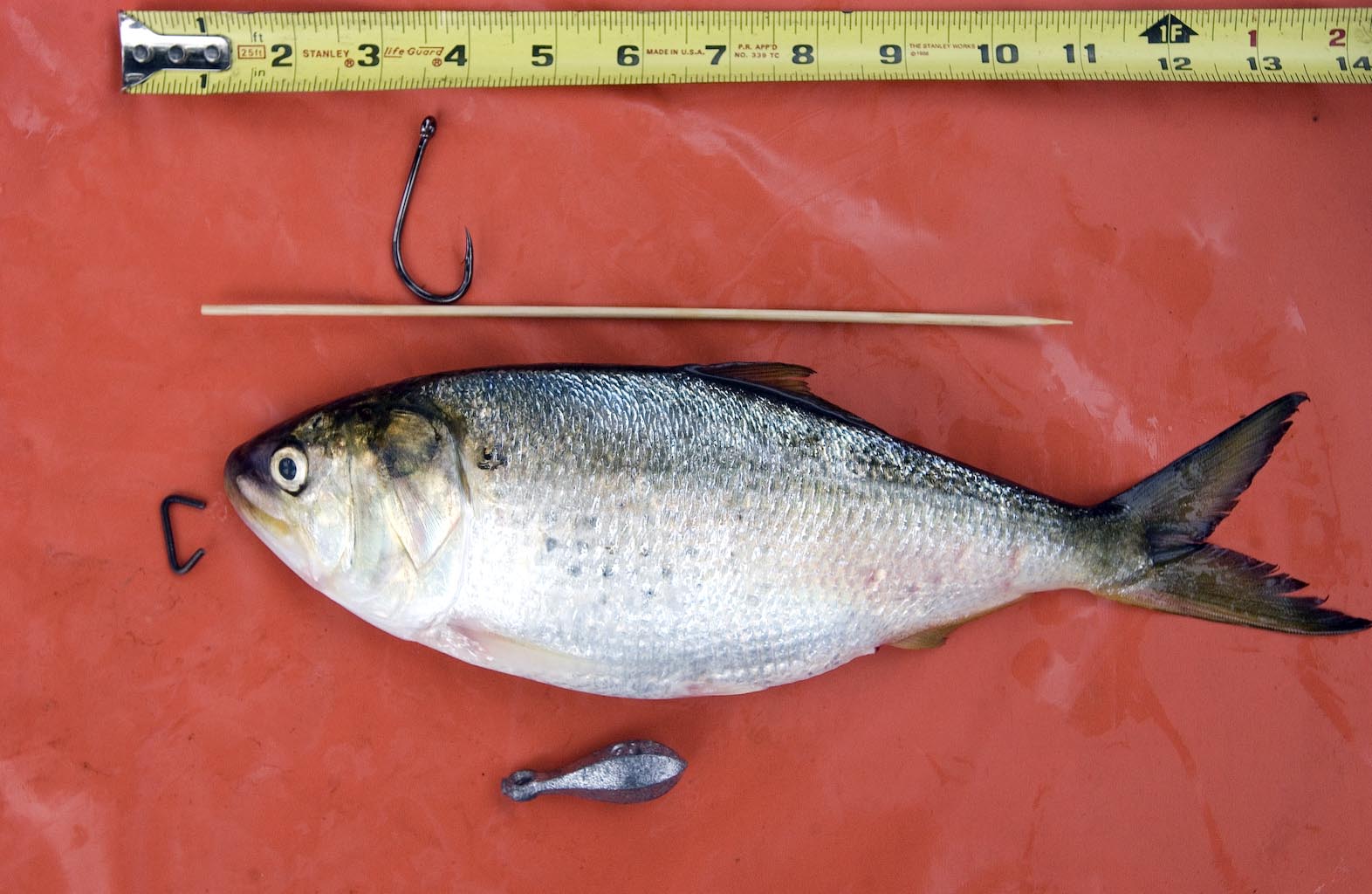 fish, ruler, weight
