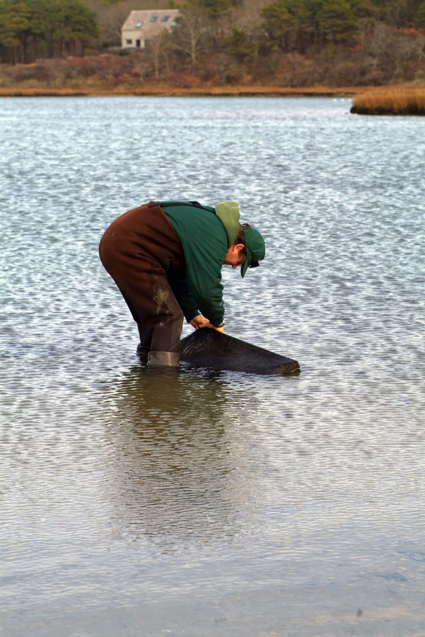 scalloper
