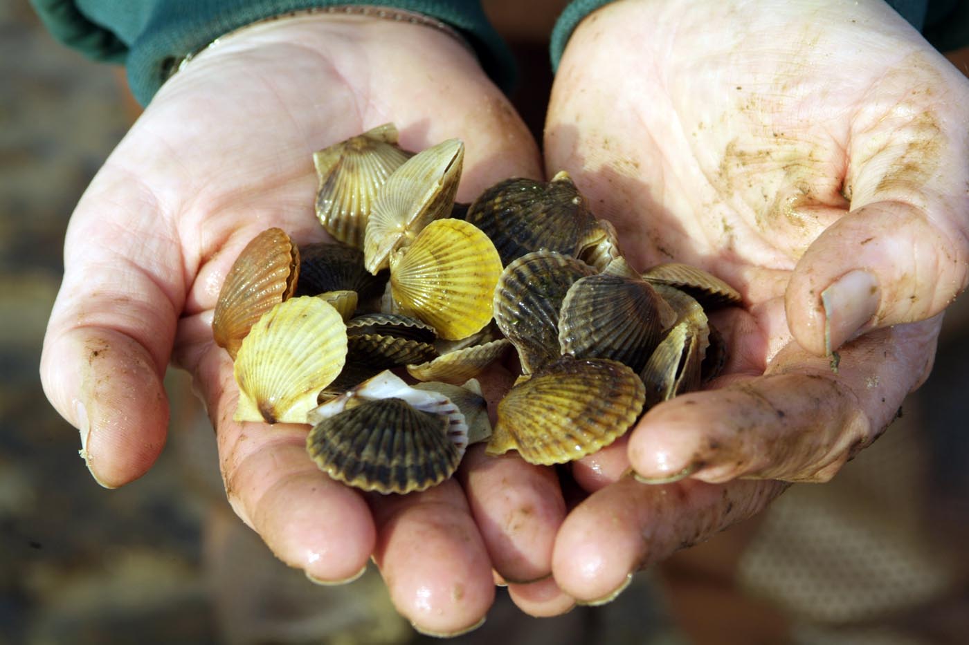 scallops
