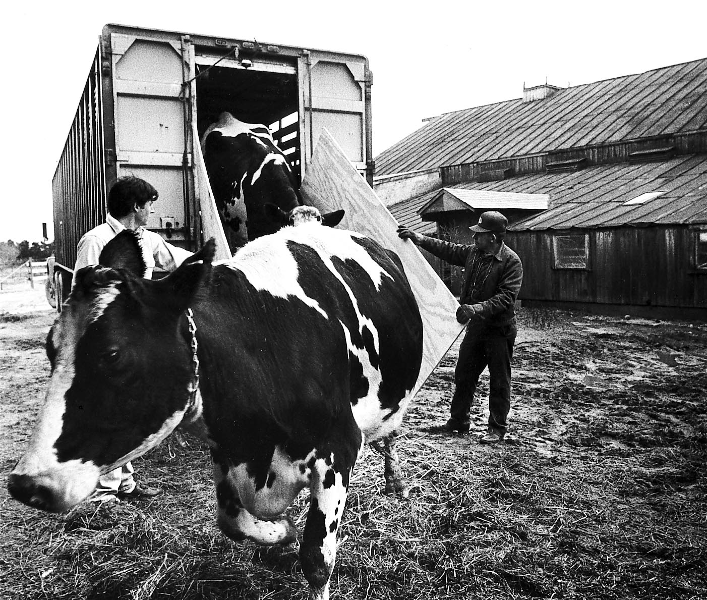 cows