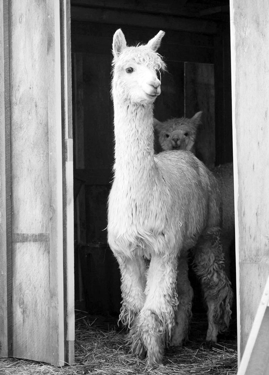 alpaca