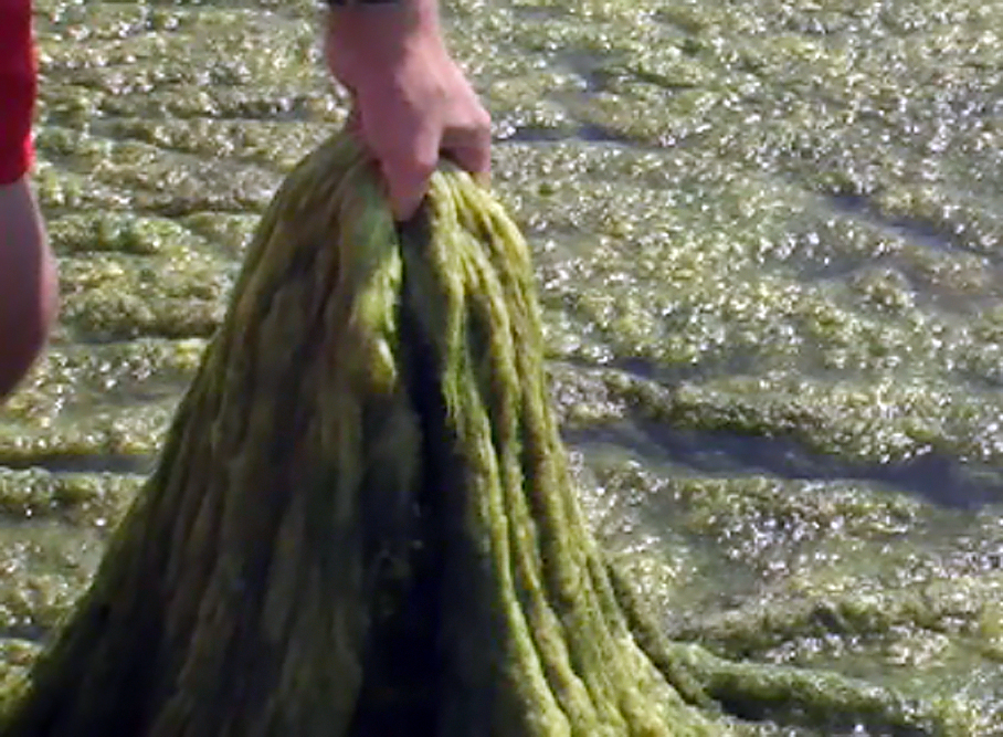 algae