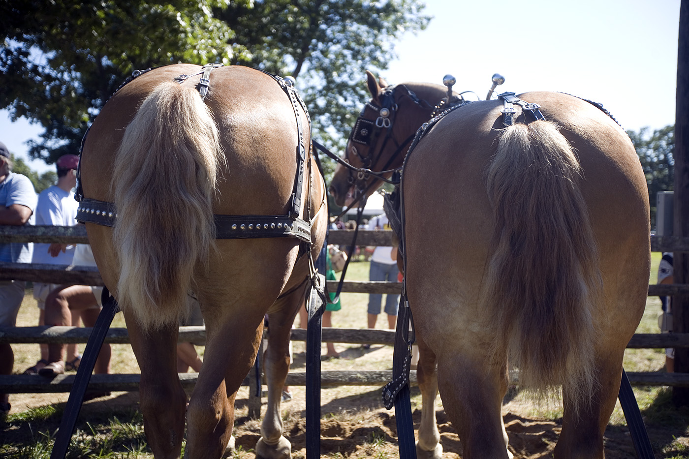 Horses at the Ag Fair