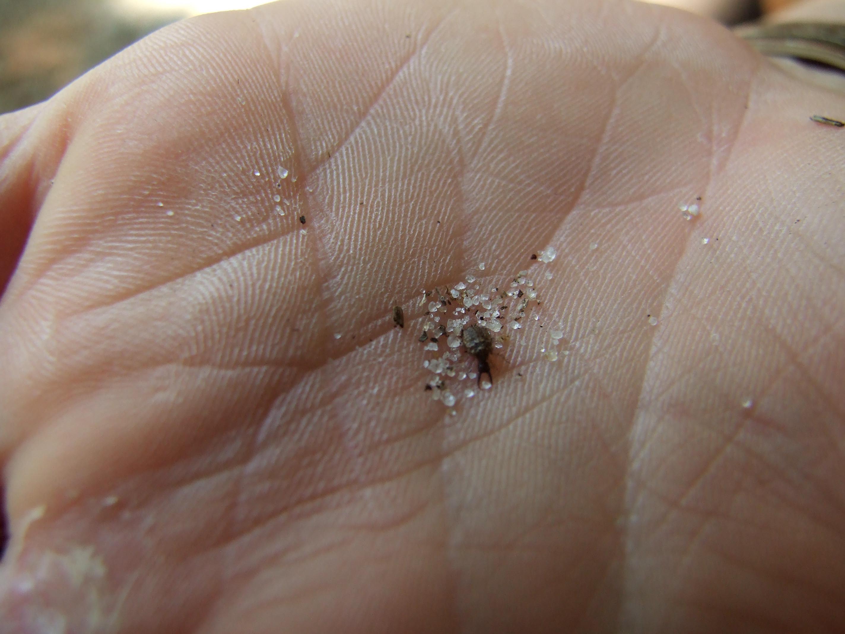 antlion