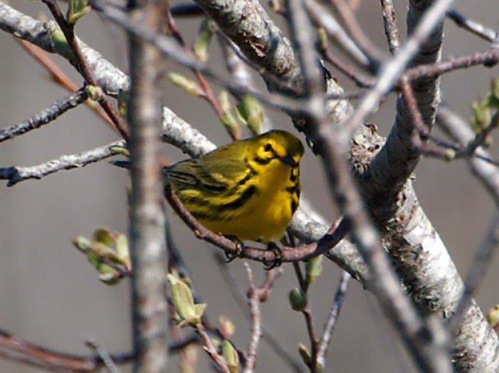 bird