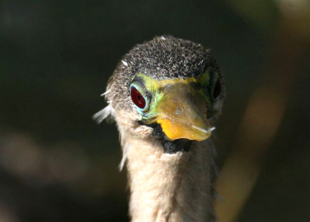 anhinga