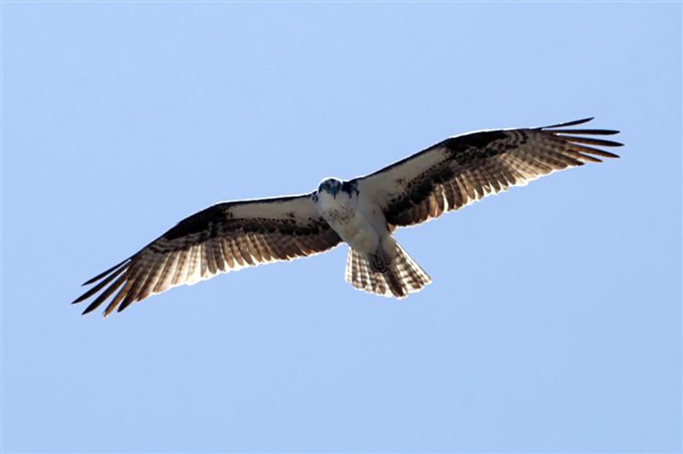 osprey