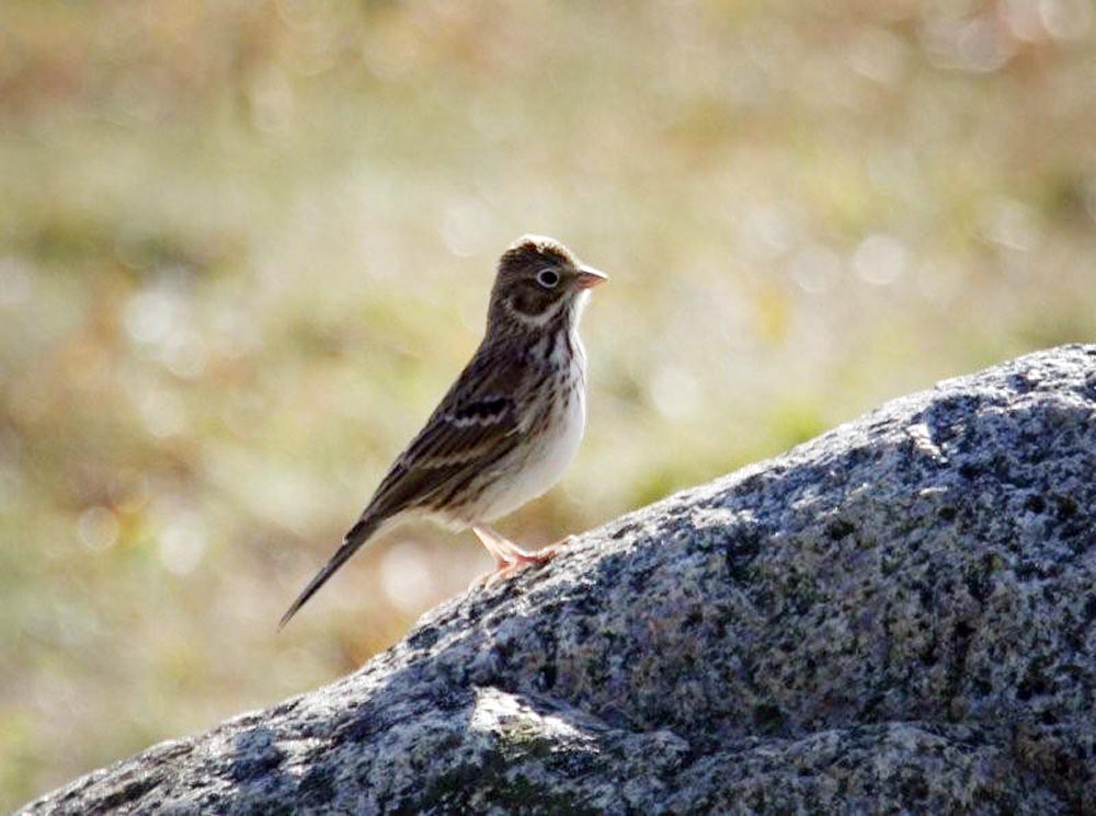 bird