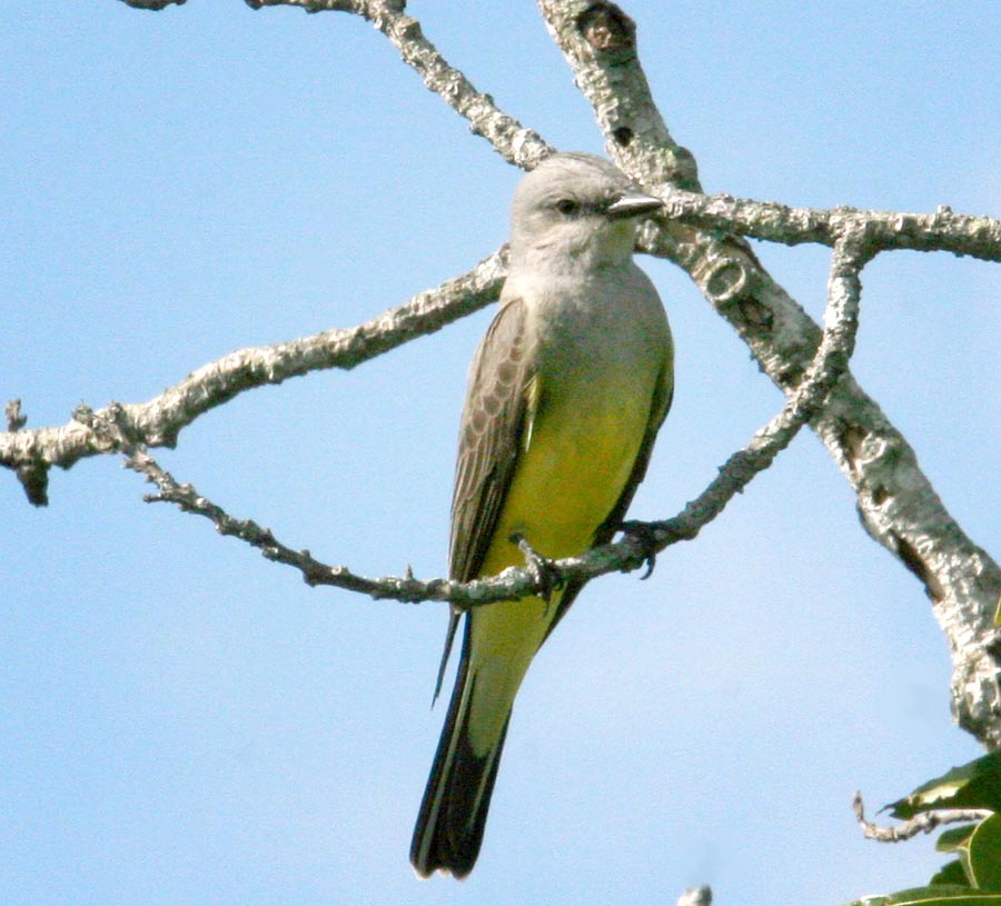 Western Kingbird