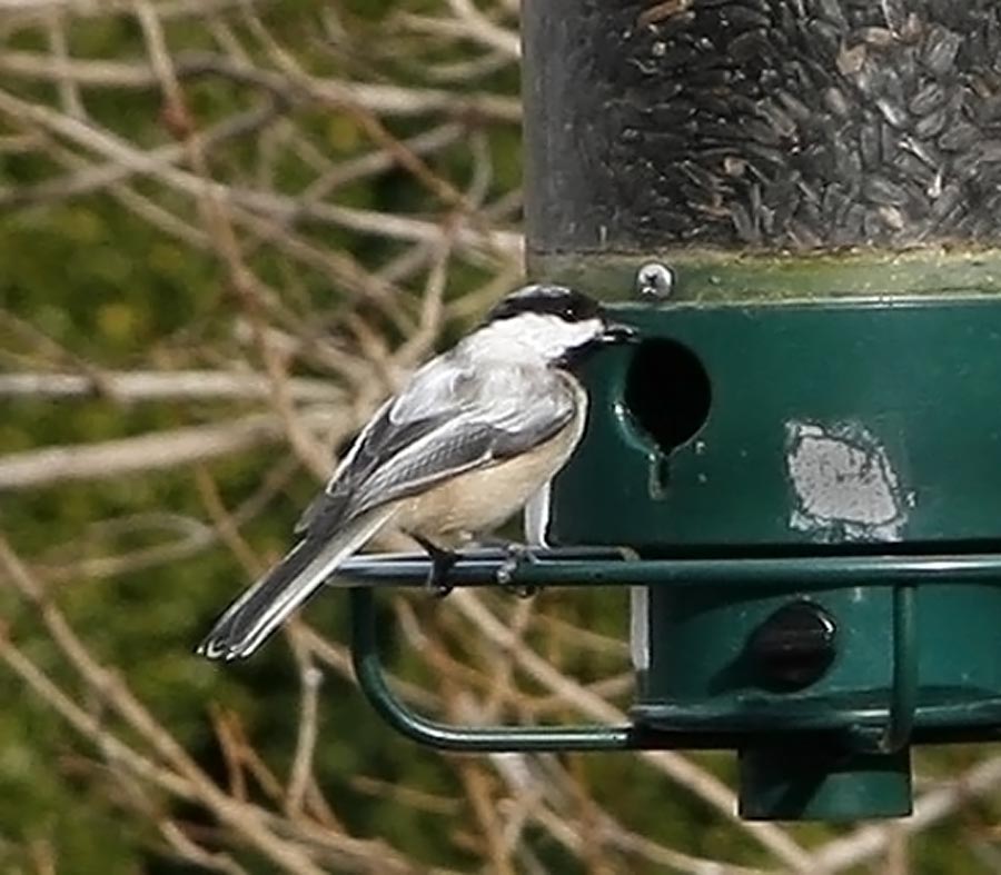 bird