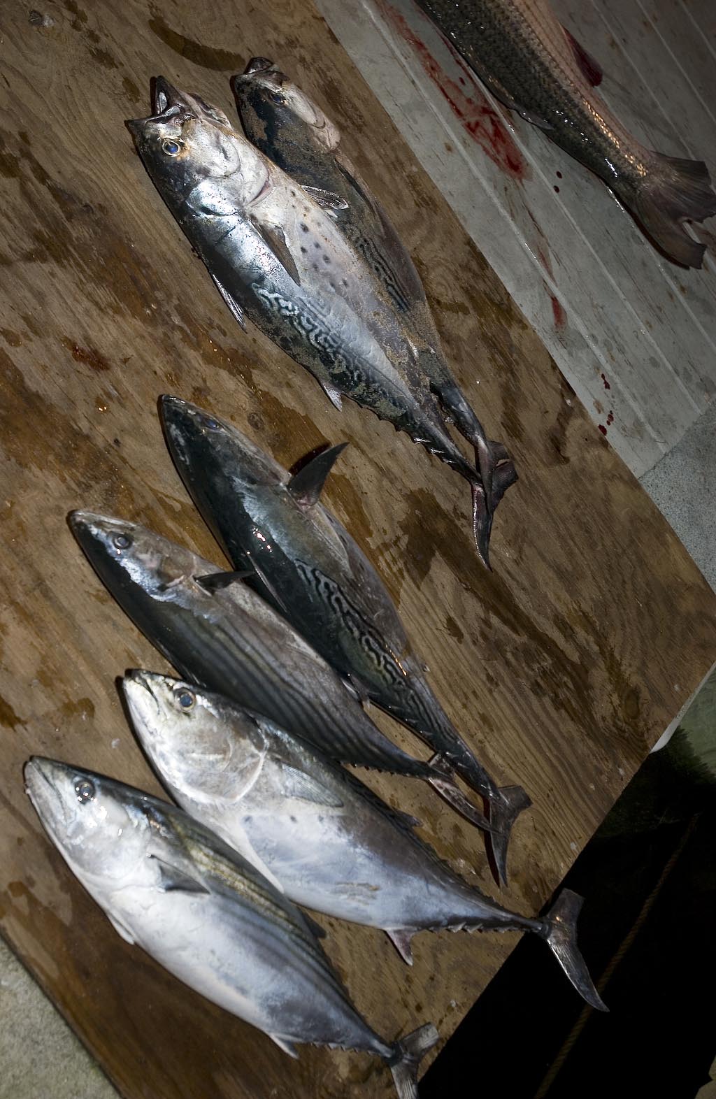 fish