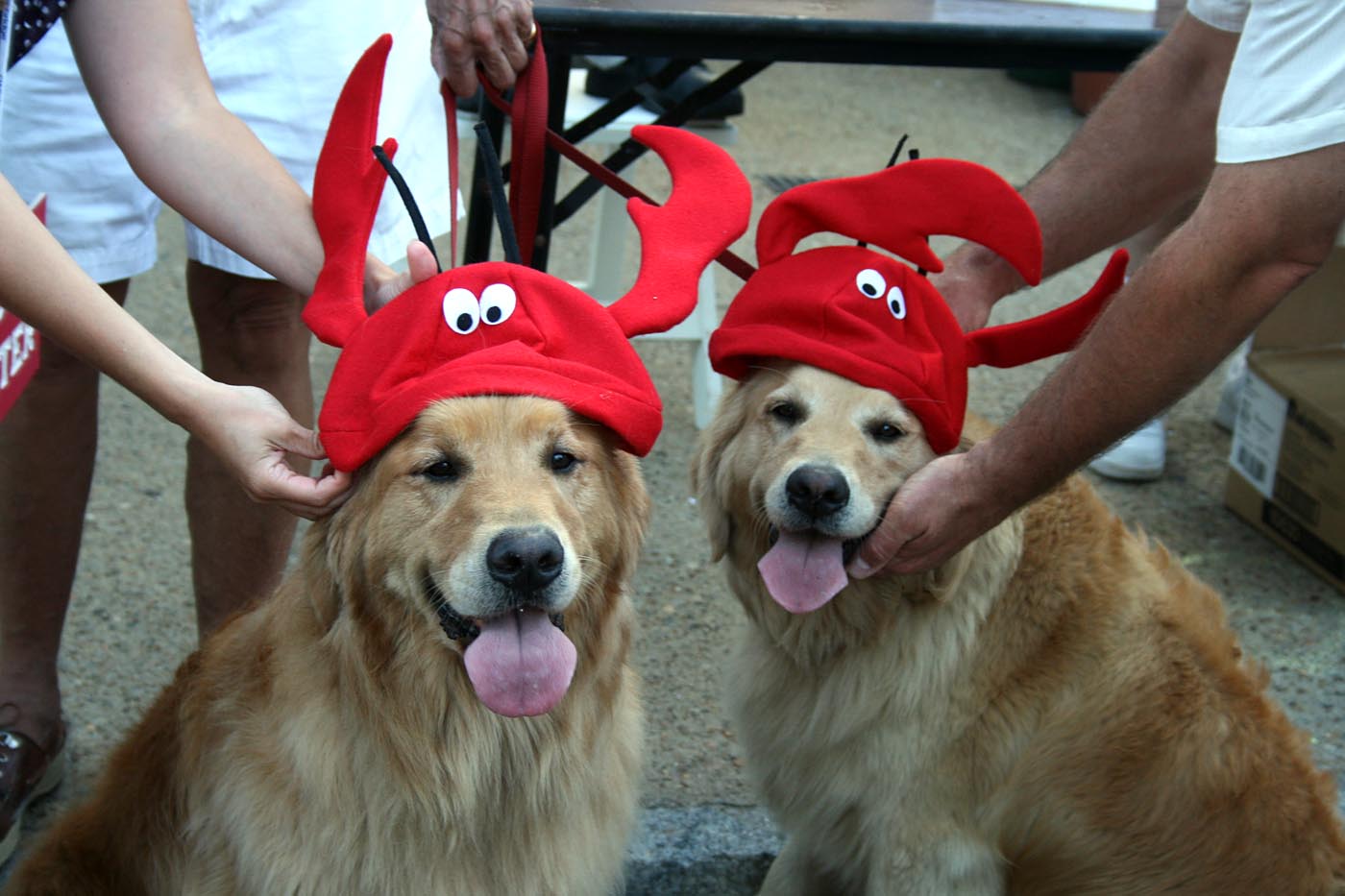 silly looking golden retrievers