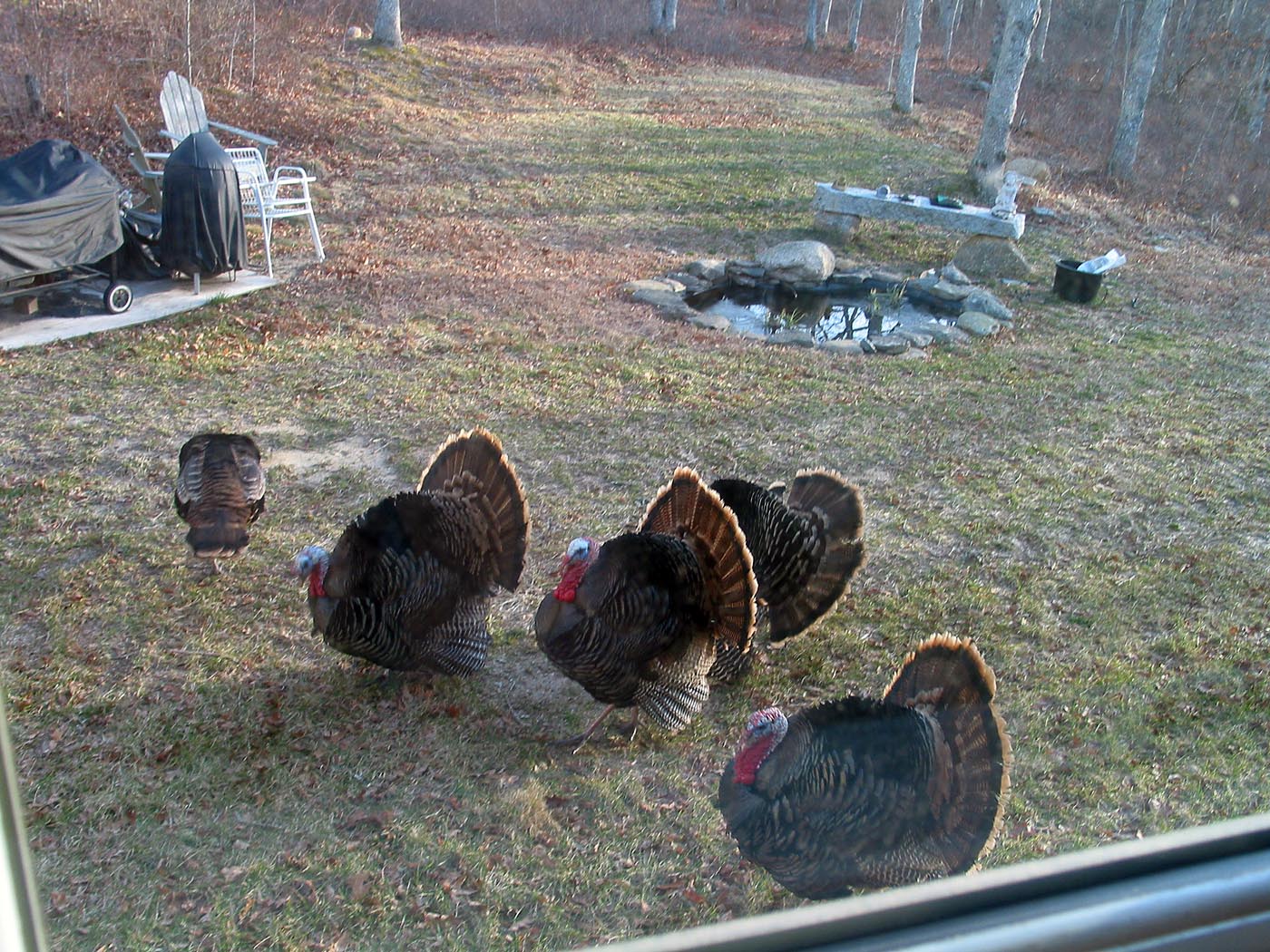 turkeys