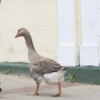 goose
