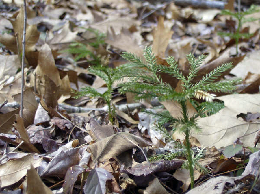 tiny trees