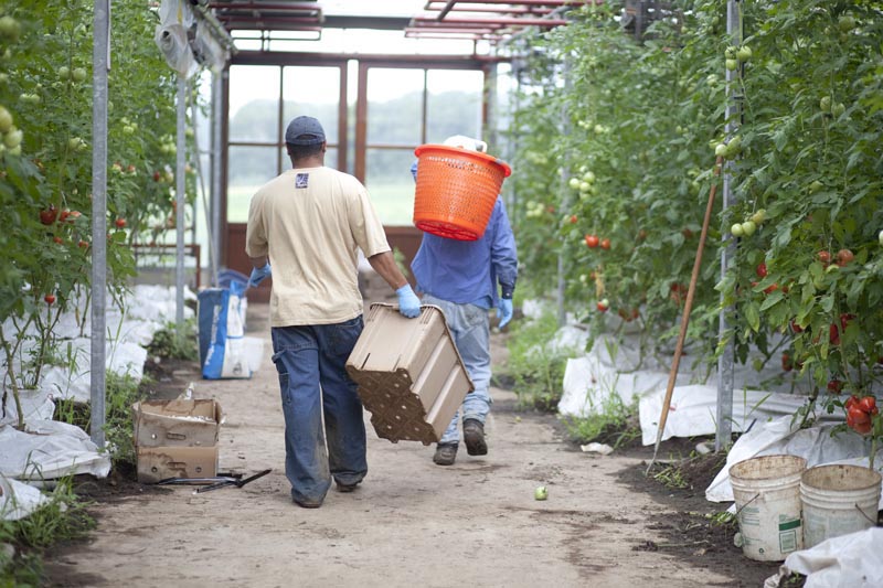 tomatoes