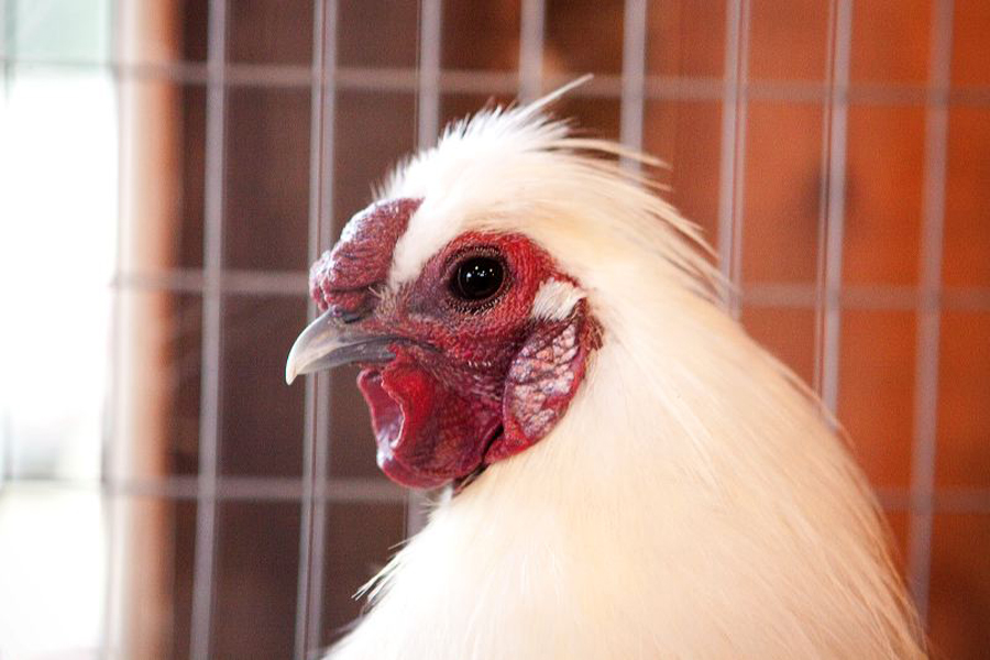 poultry