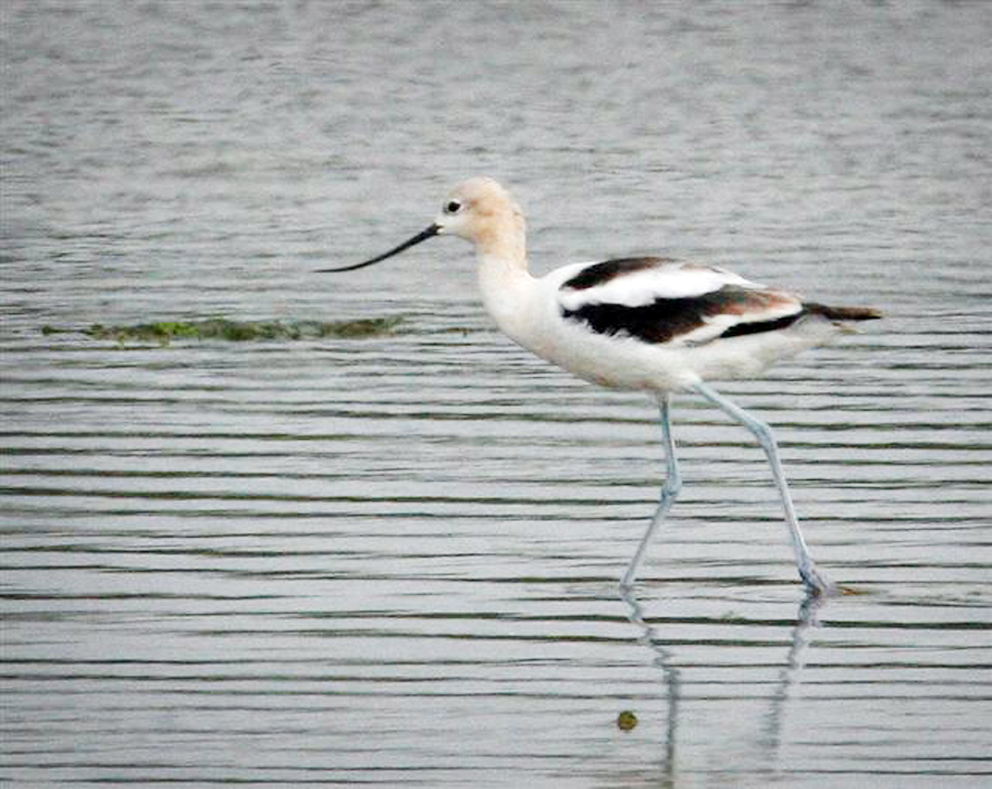 avocet