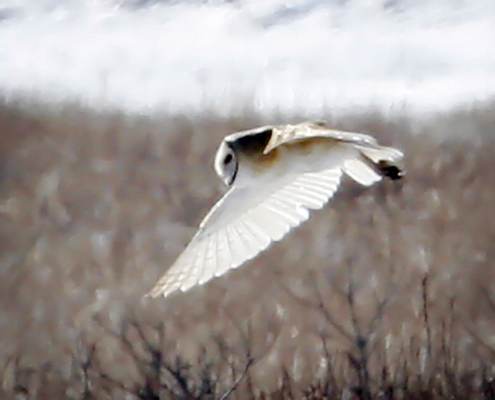 barn owl