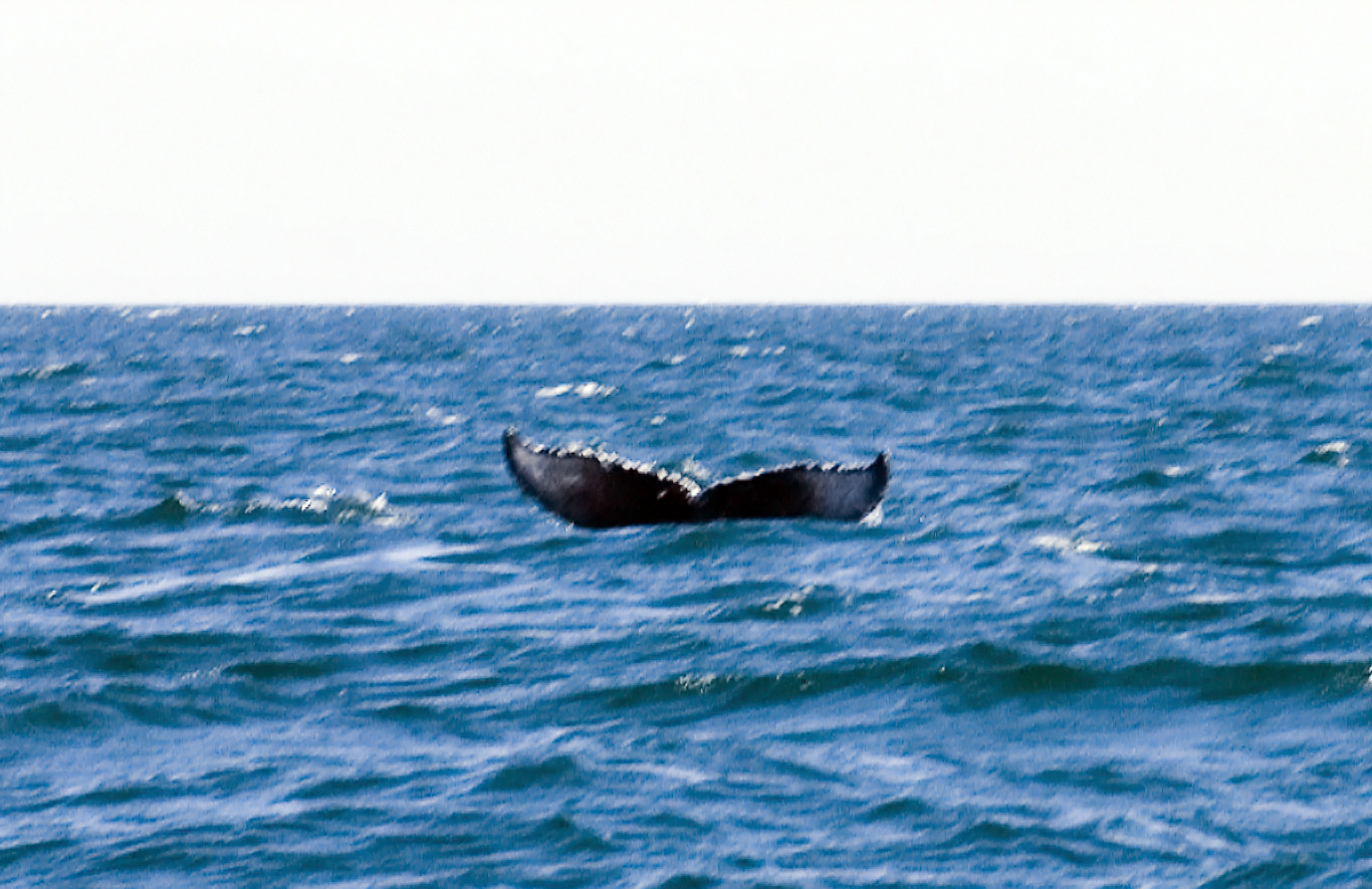fluke