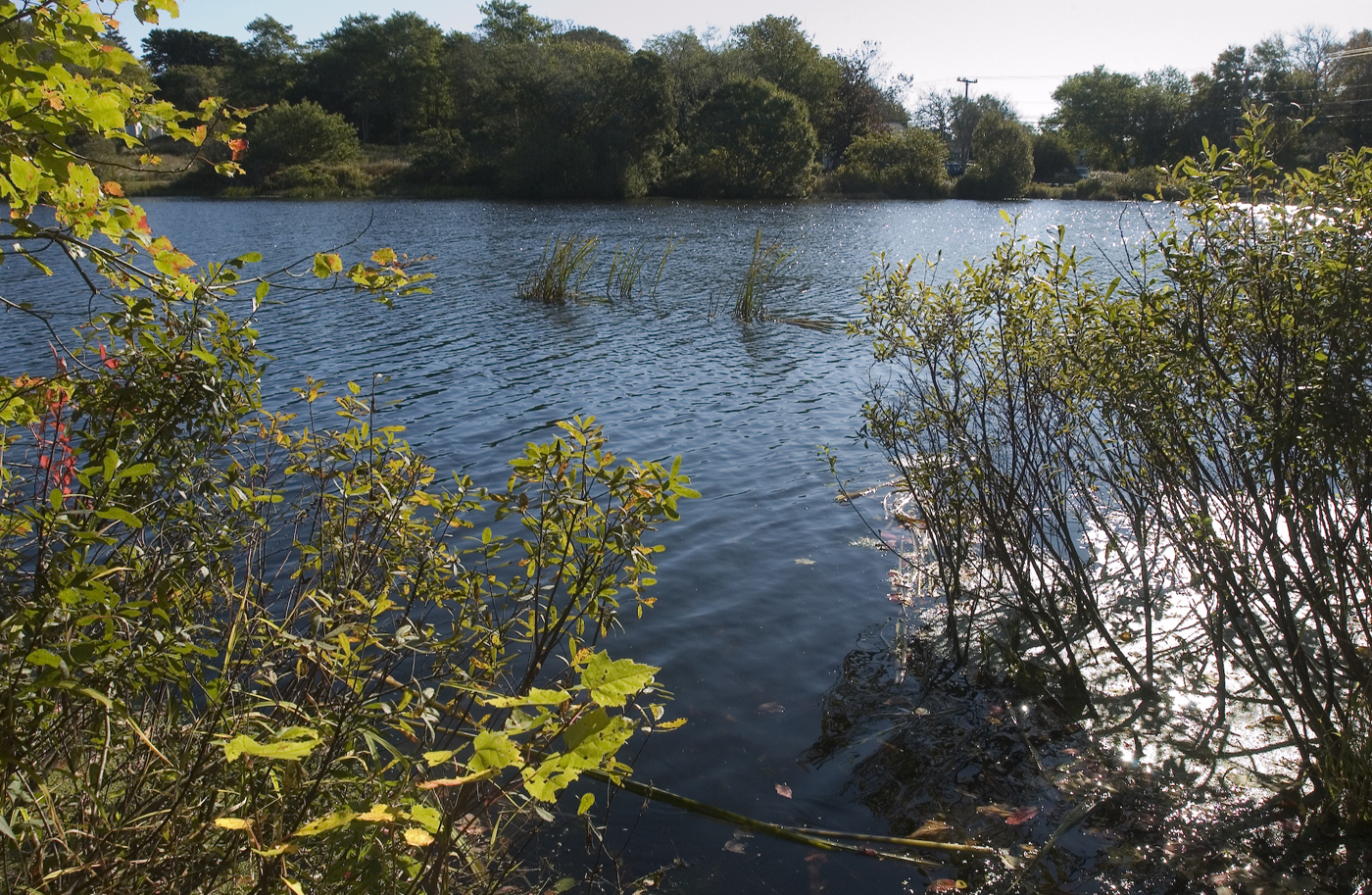 pond.