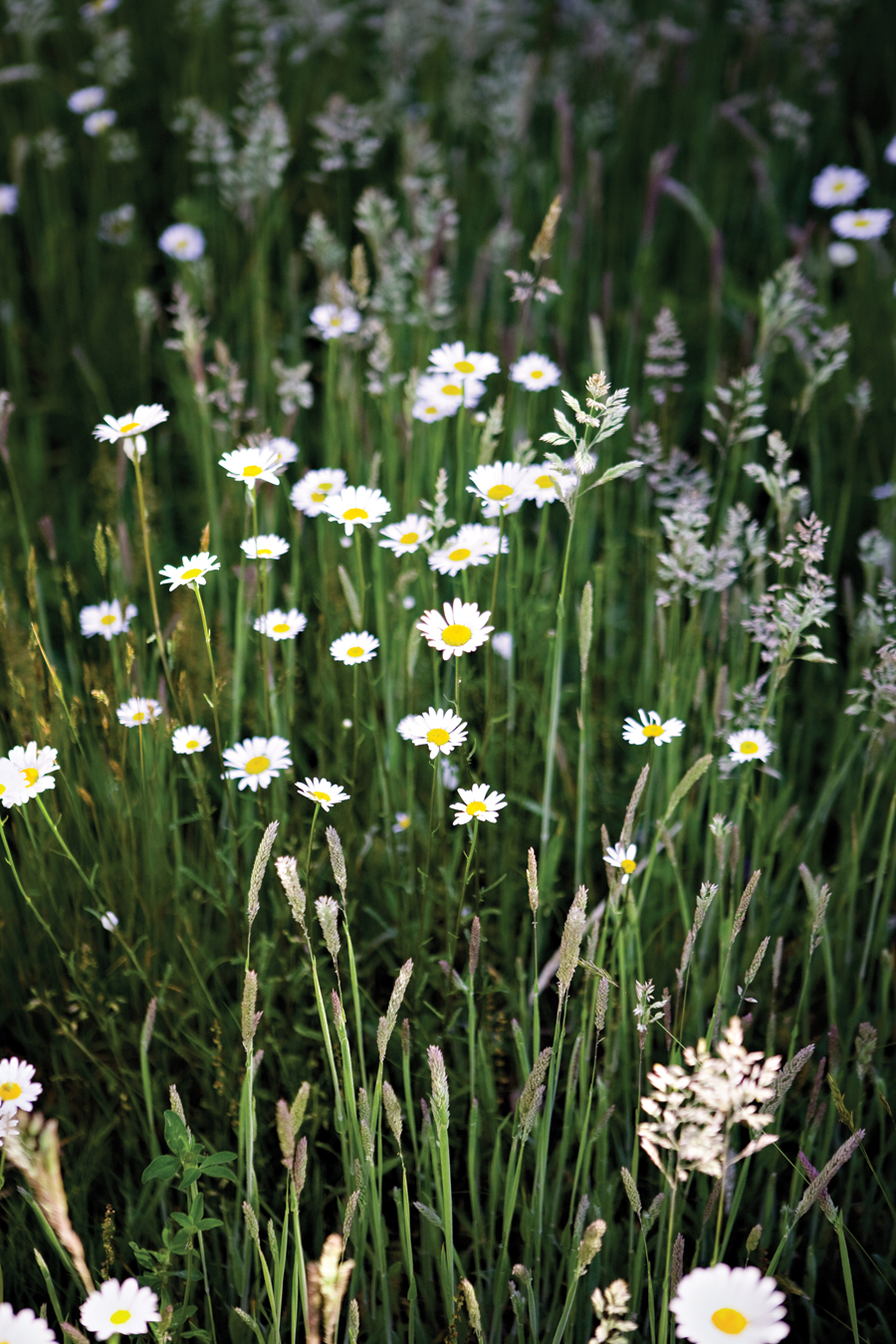 daisy
