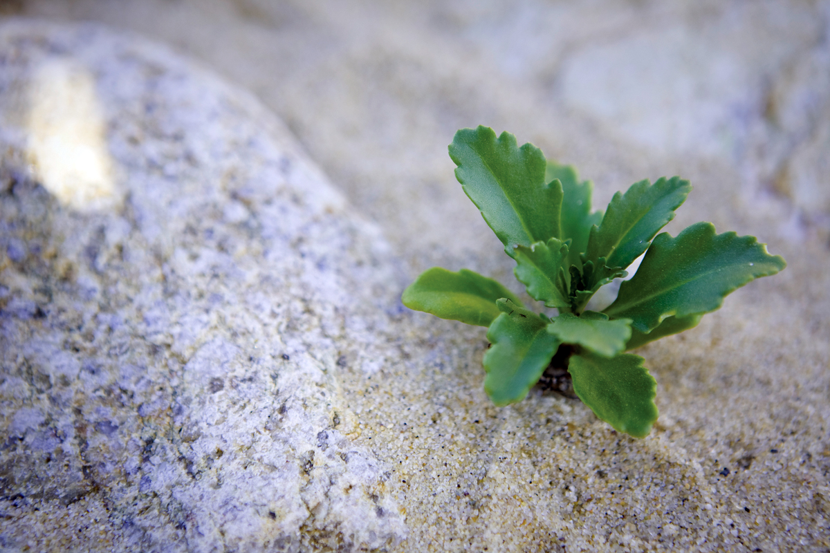 Sea Rocket