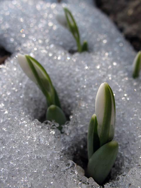 snowdrops