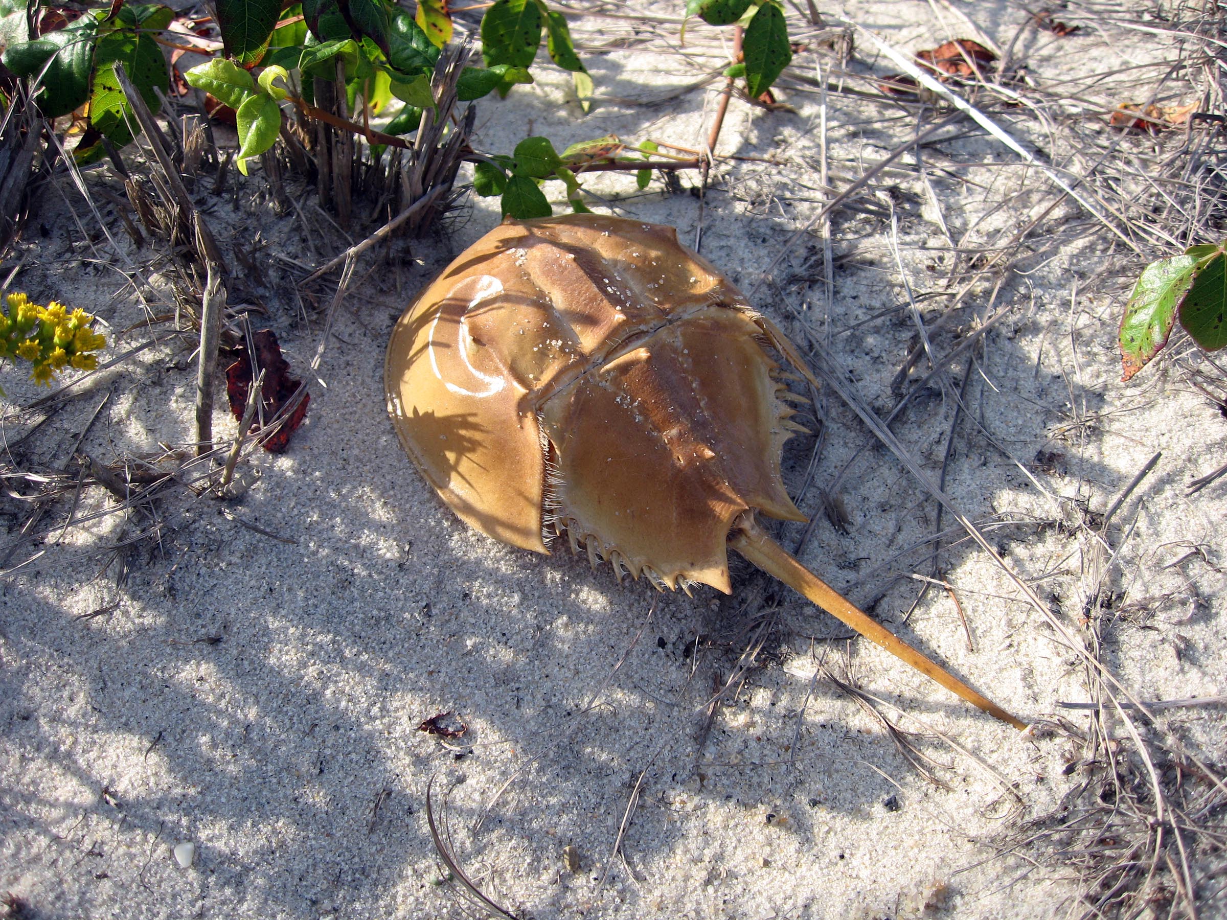 horseshoe crab