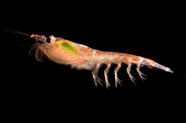 krill