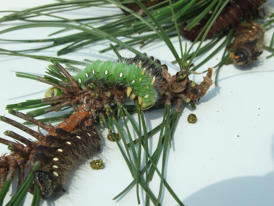 caterpillars