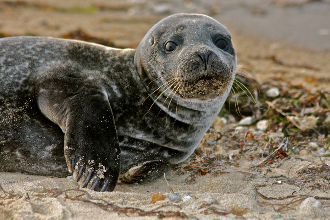 seals