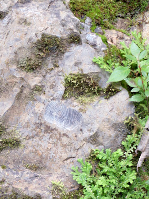 fossils