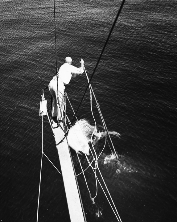 swordfishing
