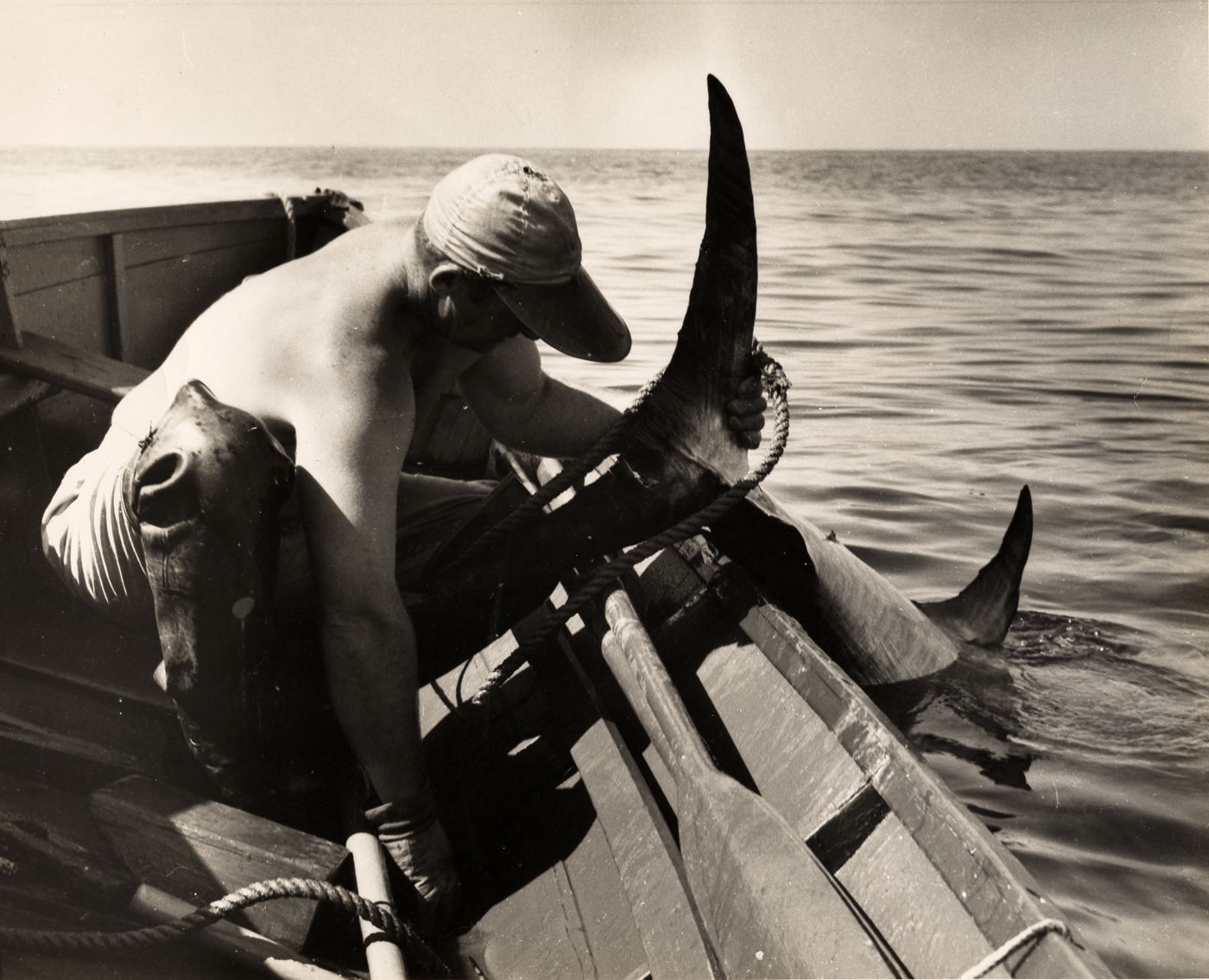 swordfish
