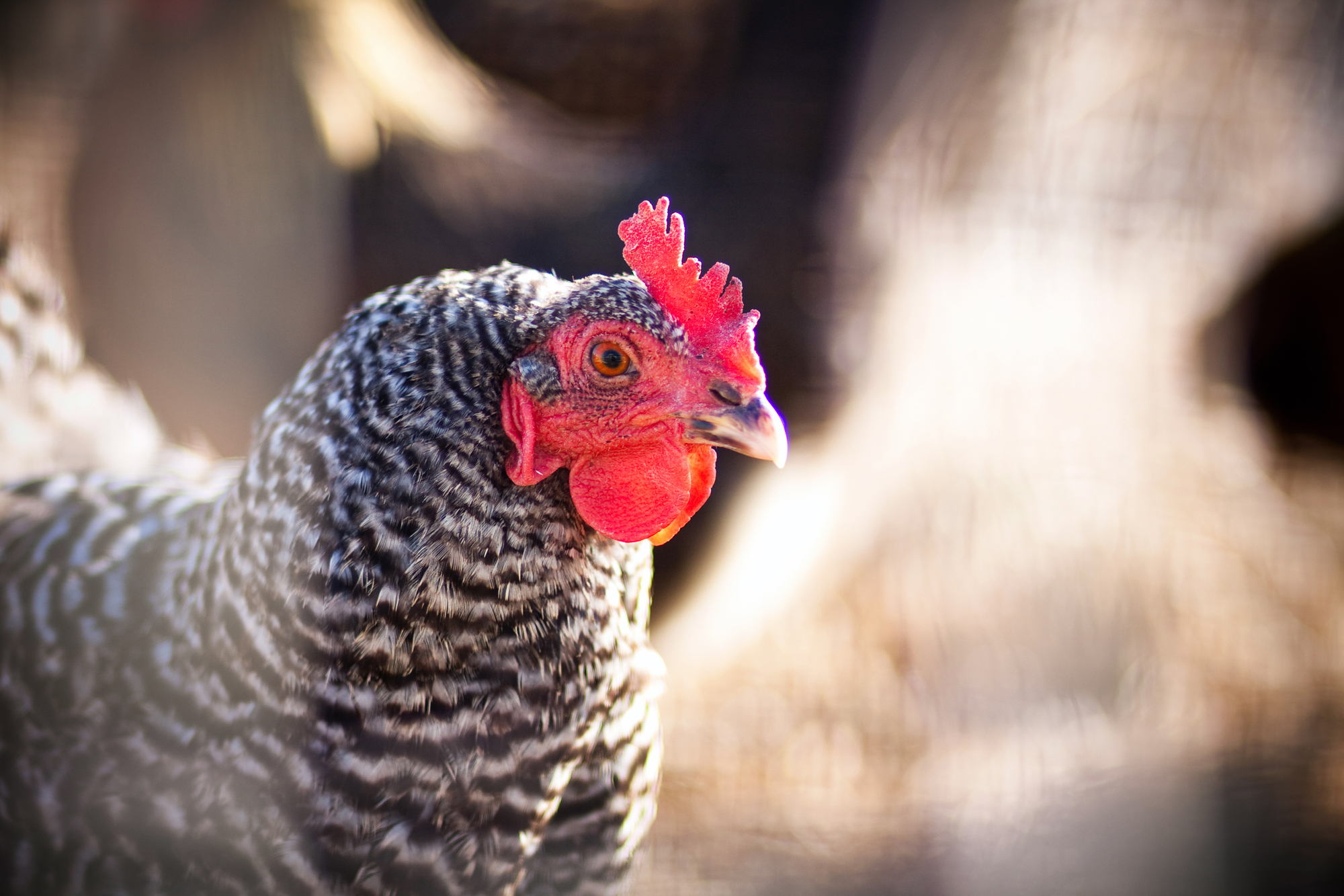 chicken