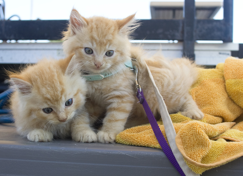 kittens
