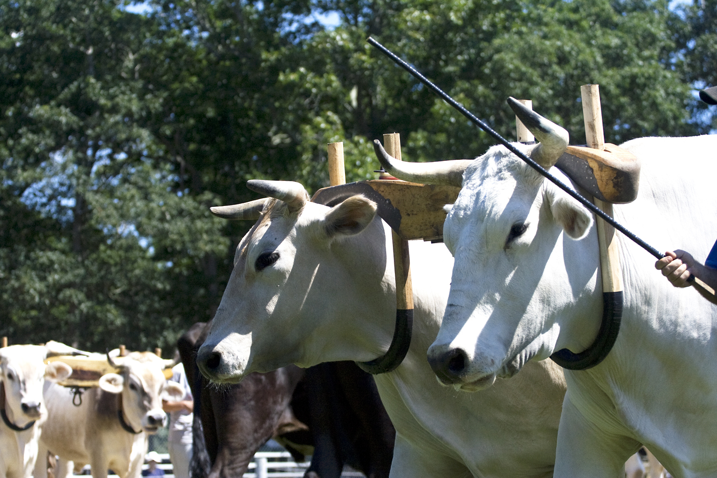 oxen