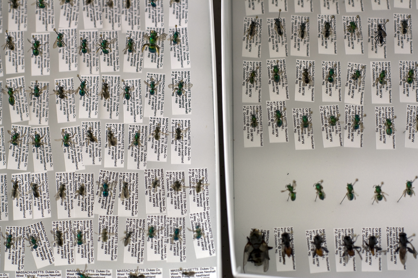Bee Inventory