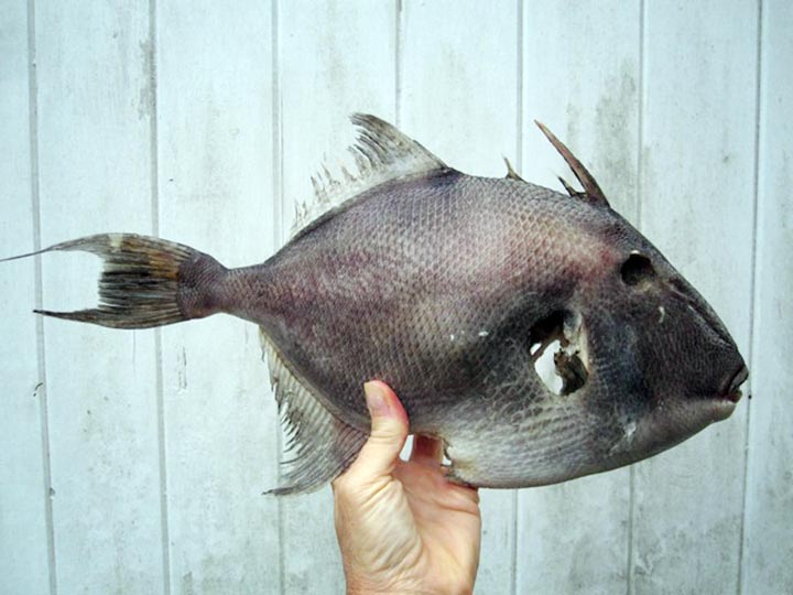 fish